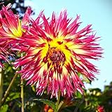 AUSVERKAUF : Dahlienknolle : Dahlia - Dahlie Kaktusdahlie ' Lindsay...