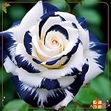 Bunte mehrjährige Rosenzwiebeln, winterharte Blumenzwiebeln, Innen- und...