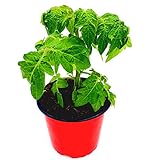 Mini Balkon Tomatenpflanze 'Primabell Gold' Lycopersicon esculentum