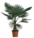 Winterharte Hanfpalme - Trachycarpus fortunei - 130-150cm Stamm 30-40cm im...