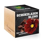 Feel Green 296251 Ecocube Schokoladenblume, Blüten Duften Nach Schokolade,...