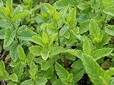 1000 Samen Echte Pfefferminze Mehrjährig Minze Mentha piperita Tee