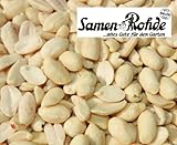 Erdnussbruch 5 kg im Sack, Samen Rohde Premium Qualität, 5.000g Gebinde,...