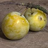 Große Grüne Reneklode Pflaumenbaum alte historische Sorte 150-170 cm 10...
