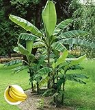 BALDUR Garten 1x Winterharte Banane 'grün', Pflanze im 12 cm-Topf,...