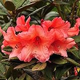 Rhododendron 'Tortoiseshell Orange' - Kompakter Wuchs mit orange Blüten -...