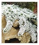 BALDUR Garten Winterharter Bodendecker Steinaster 'Snowflurry', 1 Pflanze,...