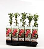 Granatapfel „Punica granatum“ 50–70 cm inkl. Topf – Obstpflanze,...