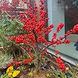 500 pcs Stechpalme Pflanze Samen, indoor plants, balkon ilex hecke, Holly,...