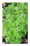 Artemisia afra - Lanyana - Duft-Eberraute - 10 Samen