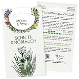 Schnittknoblauch Samen mehrjährig: Schnittknoblauch Pflanze zur Anzucht...