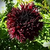 Dahlienknolle : Dahlien : Dahlie Hirschgeweihdahlie ' Kenora Macop B ' 1...