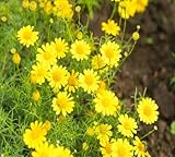 100 Stück gelbe Gänseblümchen-Blumensamen