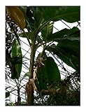 ★★ Himalaya Banane ★★ 10 Samen -musa sikkimensis -Robust und...