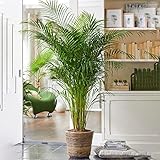 Gardener's Dream Areca Palme (Goldfruchtpalme) - Zimmerpflanze, Tropisch,...