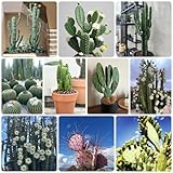 30 Pcs Kaktus Seltene Kakteen Samen - Opuntia Dillenii - Grünpflanzen...