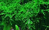 Tropica Aquarium Pflanze Moos Vesicularia ferriei 'Weeping Nr.003B TC in...