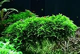 Tropica Aquarium Pflanze Moos Vesicularia dubyana 'Christmas Nr.003ATC in...