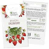 Erdbeeren Samen: Premium Erdbeer Samen für ca. 50 kleine Balkon Erdbeeren...