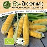 Little Plants BIO Mais Samen 30 Maissamen Golden Bantam Zuckermais...