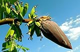 Risala 10 x MUSA SIKKIMENSIS Red Tiger Banana Pflanze Tropische Samen sehr...