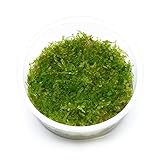 USCAPE Vesicularia montagnei - Christmas Moos in vitro XL - 8,5cm...