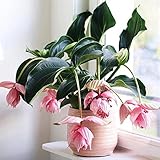 Medinilla magnifica schmetterlingsflieder topfpflanzen echt balkonpflanzen...