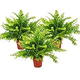 Exotenherz - Nephrolepis, 3er Set Schwertfarn 12cm
