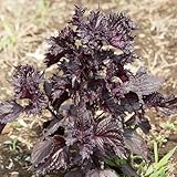 Perilla Samen, Shiso Samen, pflanzen garten wintergemüse samen...