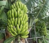 Neue frische 100 Stück grüne Bananenfruchtsamen