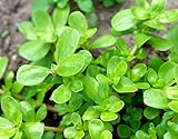 Gemüse-Portulak - Sommerportulak - Portulaca oleracea sativa - Salate -...