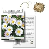 Gänseblümchen Samen (Bellis perennis) - Zarte Blumen mit langer...