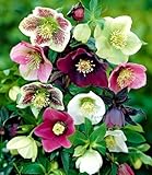 BALDUR Garten 3er Christrosen-Mix Winter Dreams, Knollen in Größe I,...