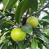 Diospyros Digyna - samen winterharte kübelpflanzen säulenobstbäume...