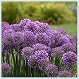 Allium Zwiebeln, Allium caeruleum,Winterhart zwiebeln, Zierlauch Zwiebeln...