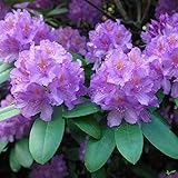 Rhododendron Hybride 'Catawbiense Grandiflorum' – Alpenrose 40-50 cm |...