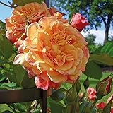 Kletter-Rose Aloha in Rot & Apricot-Rosa Nuancen - Duft Kletterrose Pflanze...