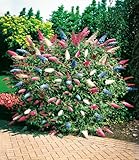 BALDUR Garten dreifarbiger Schmetterlingsstrauch 'Papillion Tricolor', 1...