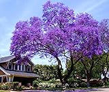 11.11 Großer Verkauf! 50 / bag schnell wachsenden lila Paulownia Samen...