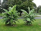 winterharte Banane Musa basjoo 30 cm Banane Faserbanane Bananenbaum Musa...