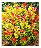 BALDUR Garten Traubenheide 'Curly Gold®', 1 Pflanze, attraktive...