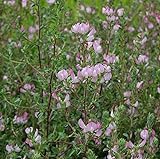 Dornige Hauhechel - großer Topf - Ononis spinosa - Gartenpflanze