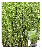 BALDUR Garten Chinaschilf Zebragras, 1 Pflanze, Miscanthus zebrinus...
