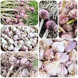 pflanzknoblauch bio - zwiebeln luftreinigende zimmerpflanzen...