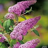 Schmetterlingsflieder Pink Delight - Sommerflieder (Buddleja) Pflanze in...