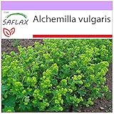 SAFLAX - Heilpflanzen - Frauenmantel - 100 Samen - Alchemilla vulgaris