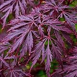 Acer palmatum dissectum 'Garnet' | Japanischer Ahorn-Laubgartenbaum im Topf