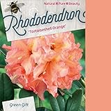 Rhododendron 'Tortueshell Orange' - Rhododendron 'Tortueshell Orange' -...