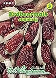 Zea mays, Erdbeermais einjährig N.L.Chrestensen Samen 573428-B