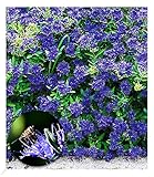 BALDUR Garten Zierstrauch Bartblume 'Blauer Spatz®', 1 Pflanze,...